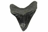 Serrated, Fossil Megalodon Tooth - South Carolina #172227-2